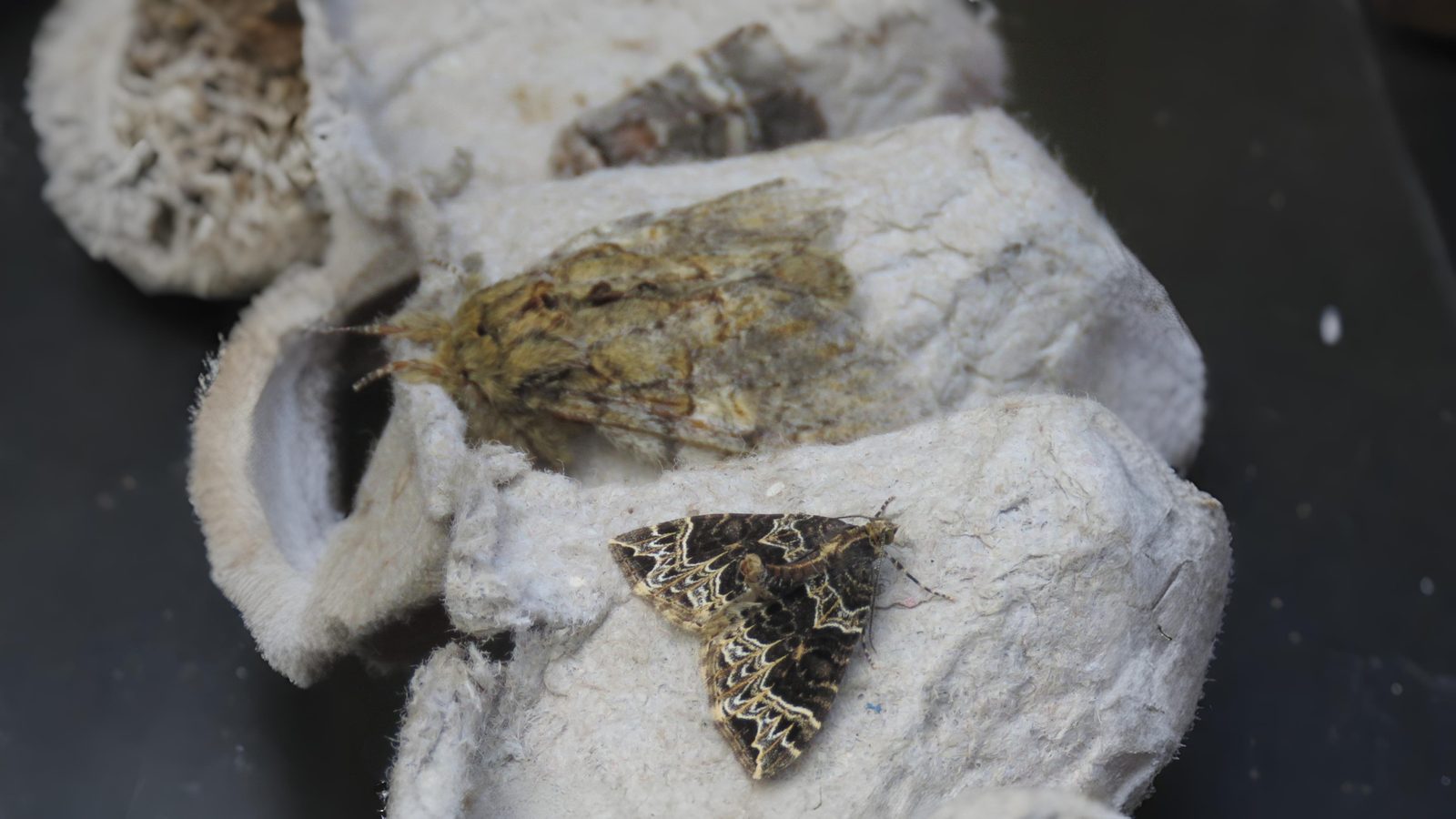13-Apr London’s Moth Magic Section Image