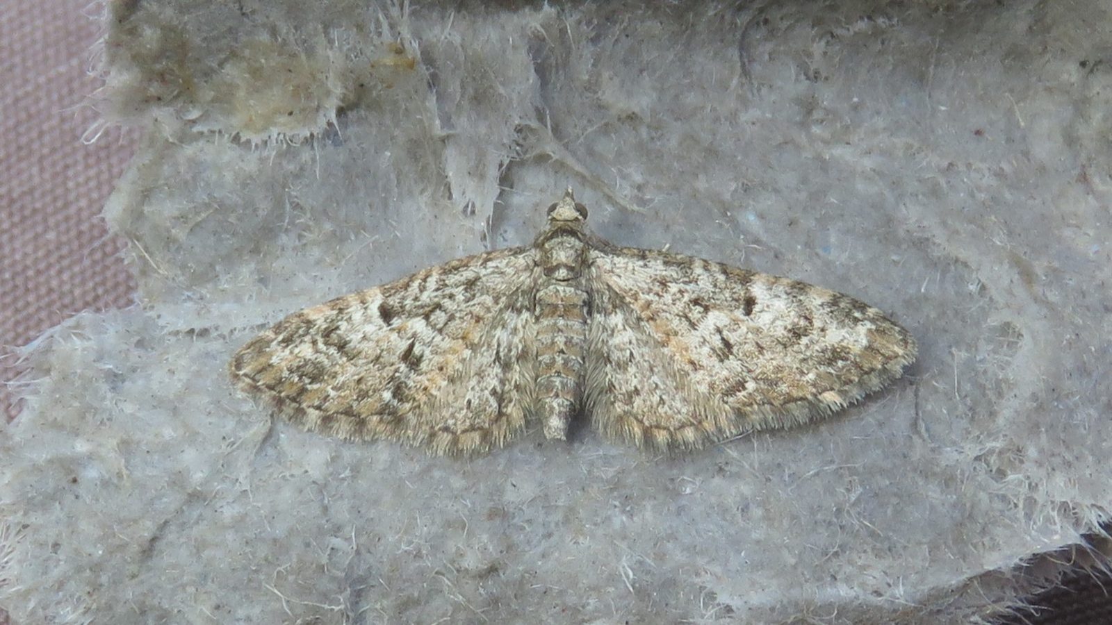 13-Apr London’s Moth Magic Section Image