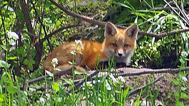 13-Mar Foxes, Badgers, and More Section Image