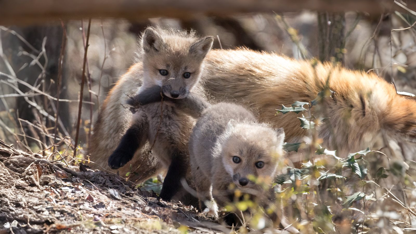 13-Mar Foxes, Badgers, and More Section Image
