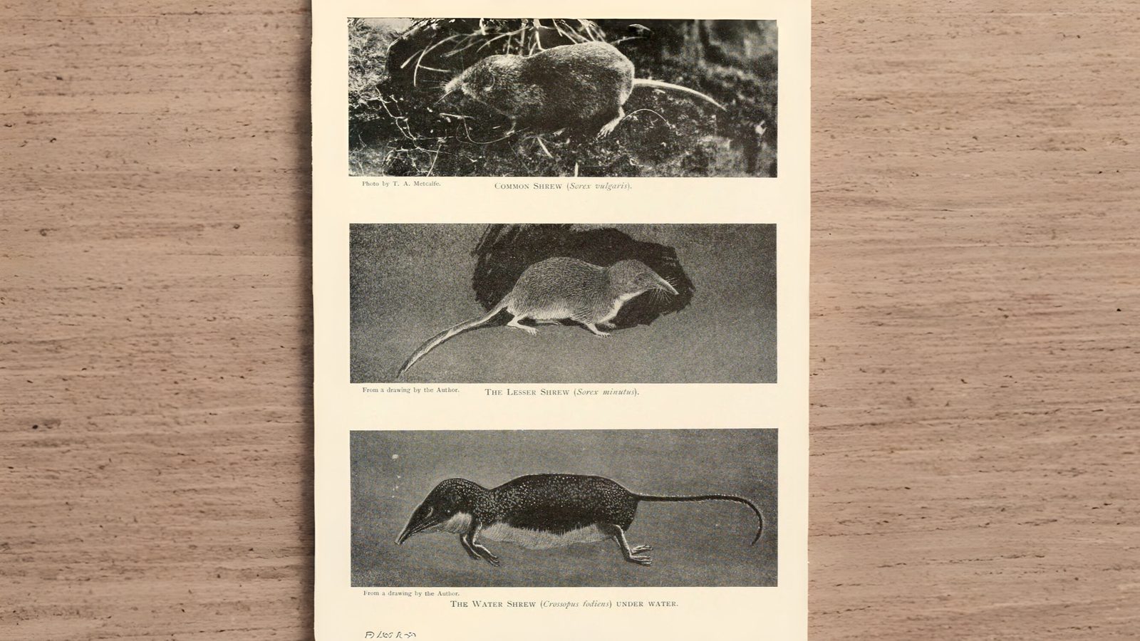 13-Mar Foxes, Badgers, and More Section Image