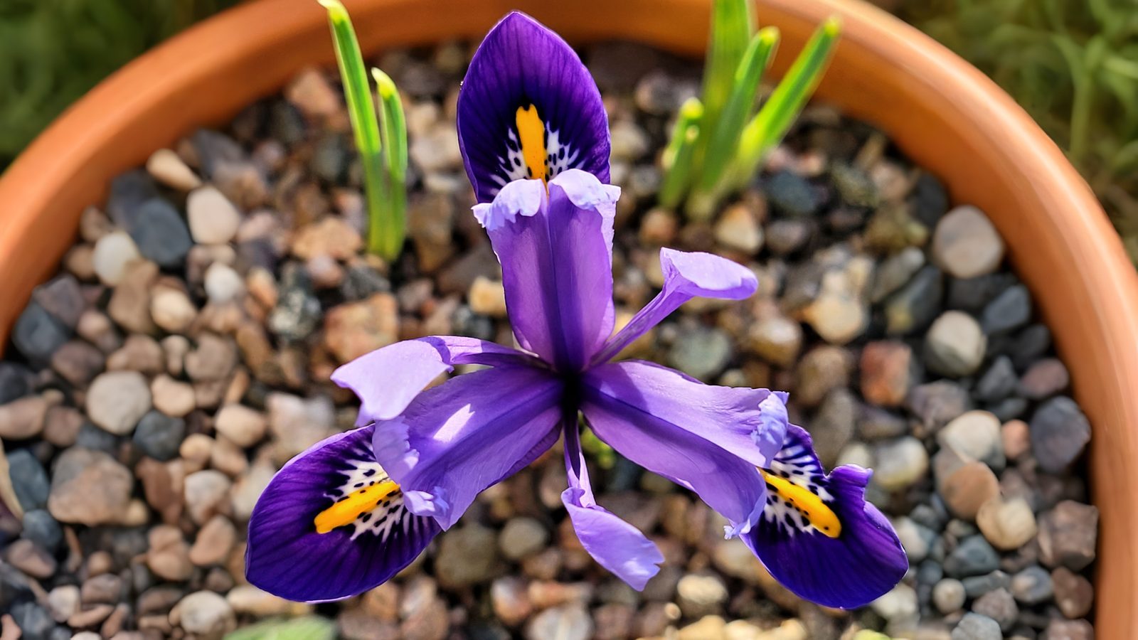 13-Jan Discover January's Blooms! Section Image