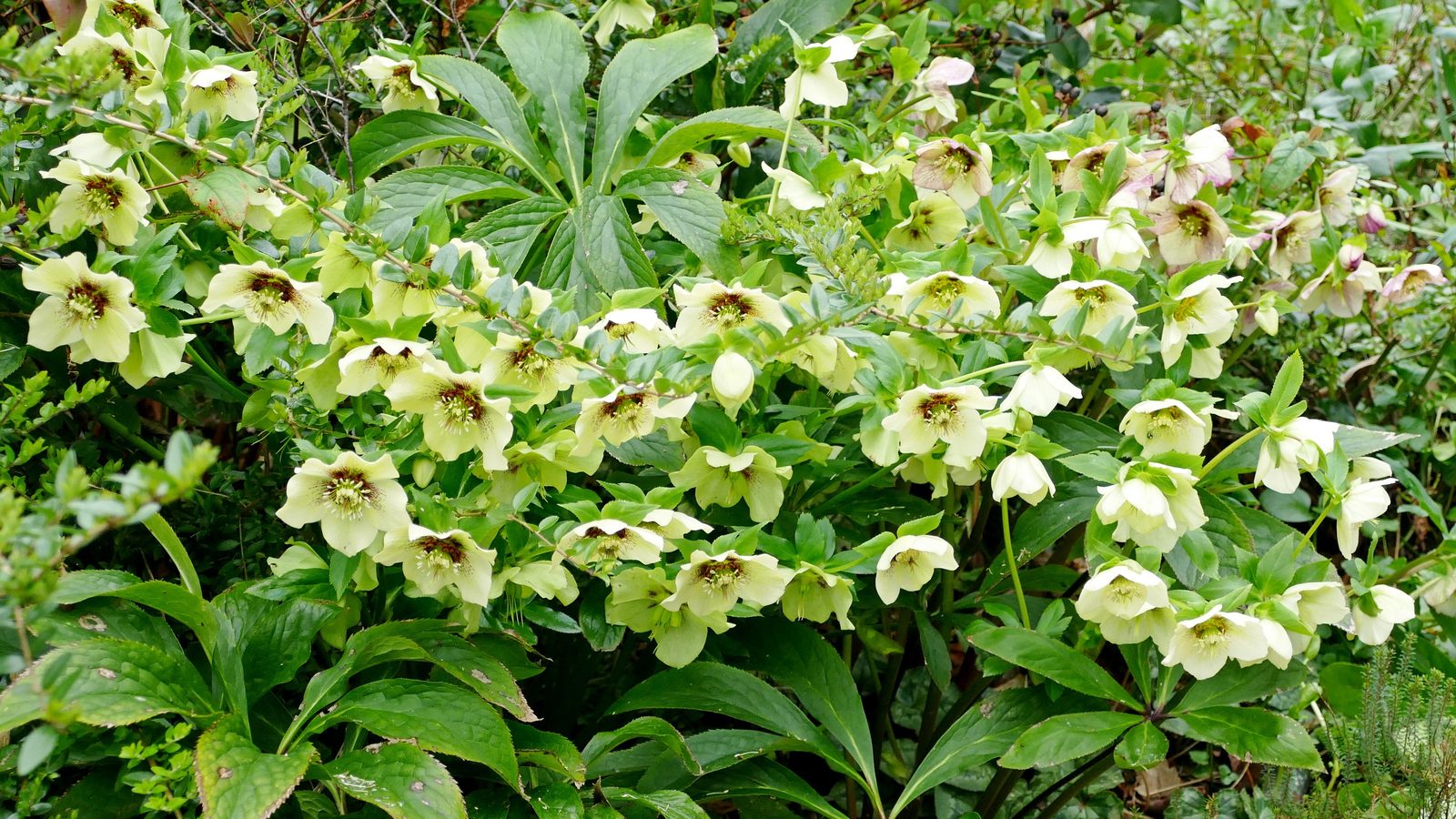 13-Jan Discover January's Blooms! Section Image