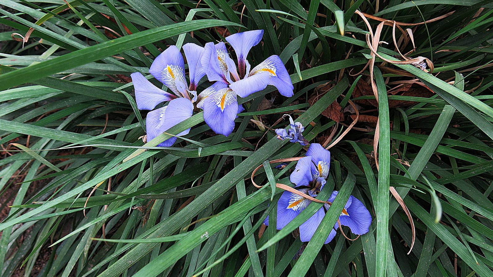13-Jan Discover January's Blooms! Section Image