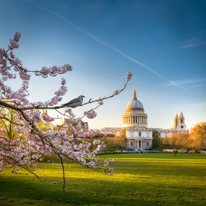 14-Apr London’s Cuckoo Chronicles