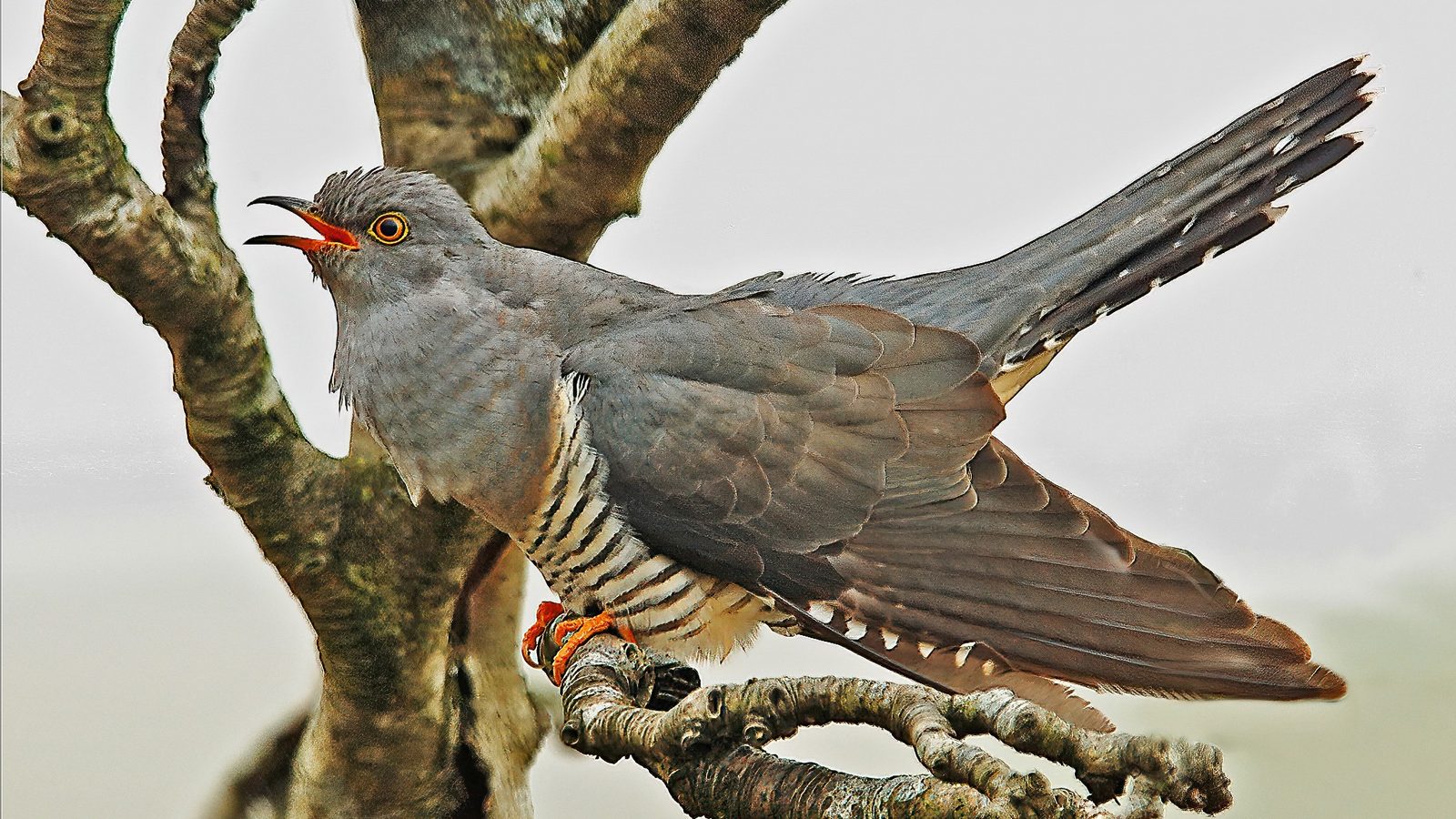 14-Apr London’s Cuckoo Chronicles Section Image