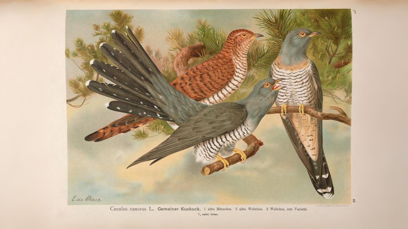 14-Apr London’s Cuckoo Chronicles Section Image
