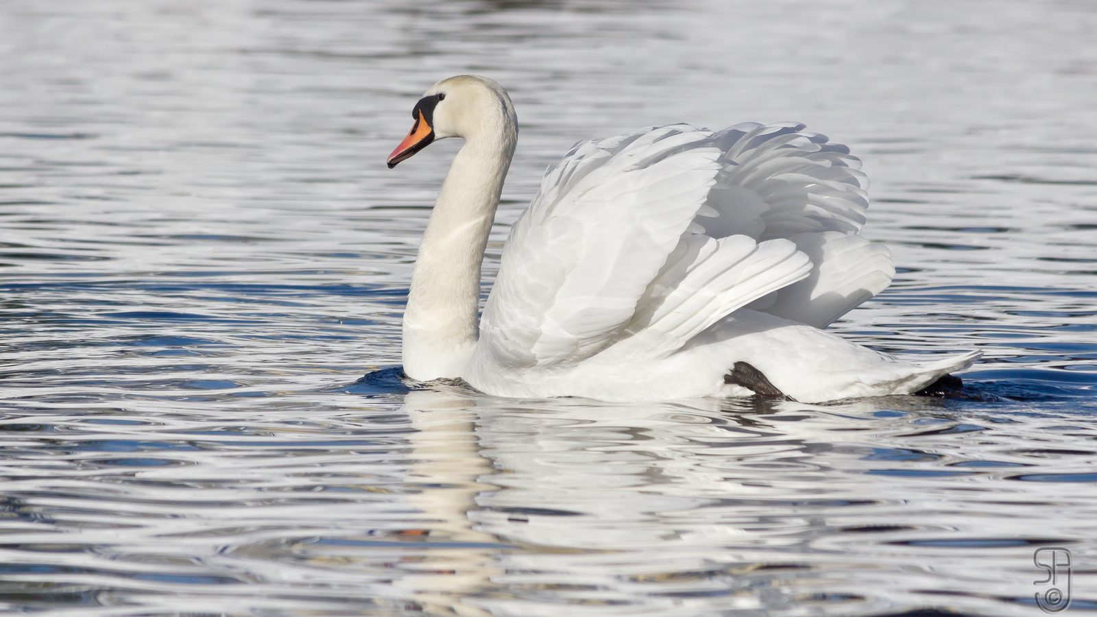 14-Feb Romantic World of Bird Courting Section Image