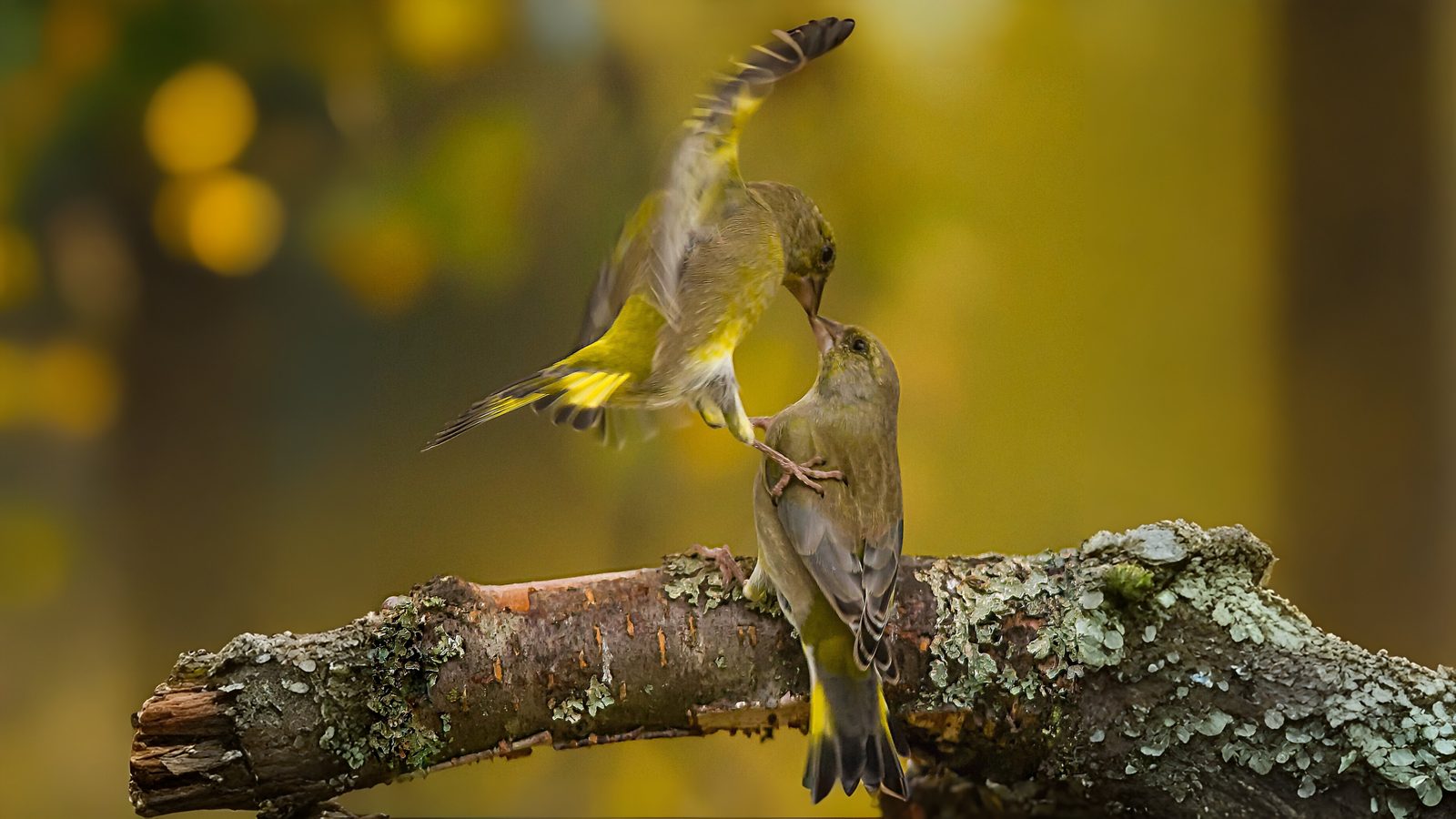 14-Feb Romantic World of Bird Courting Section Image