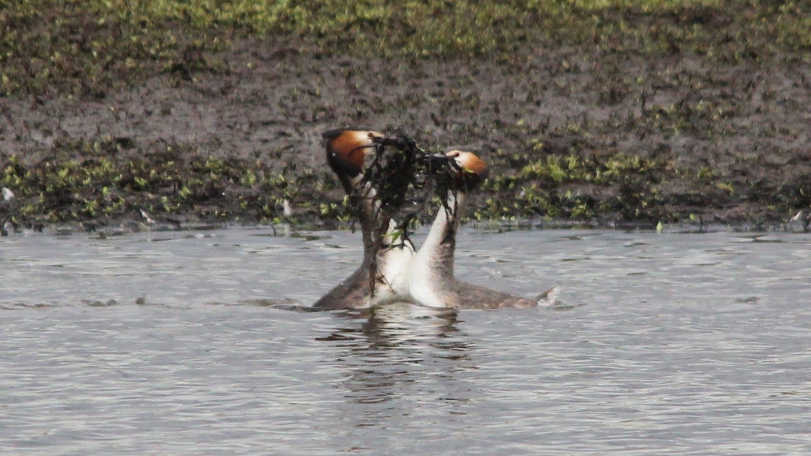 14-Feb Romantic World of Bird Courting Section Image