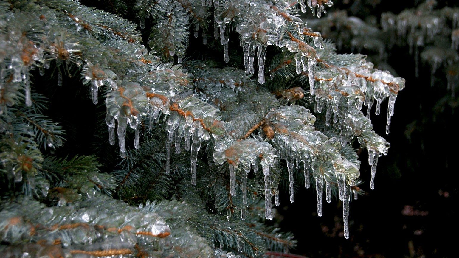 14-Jan Nature's Resilience Section Image