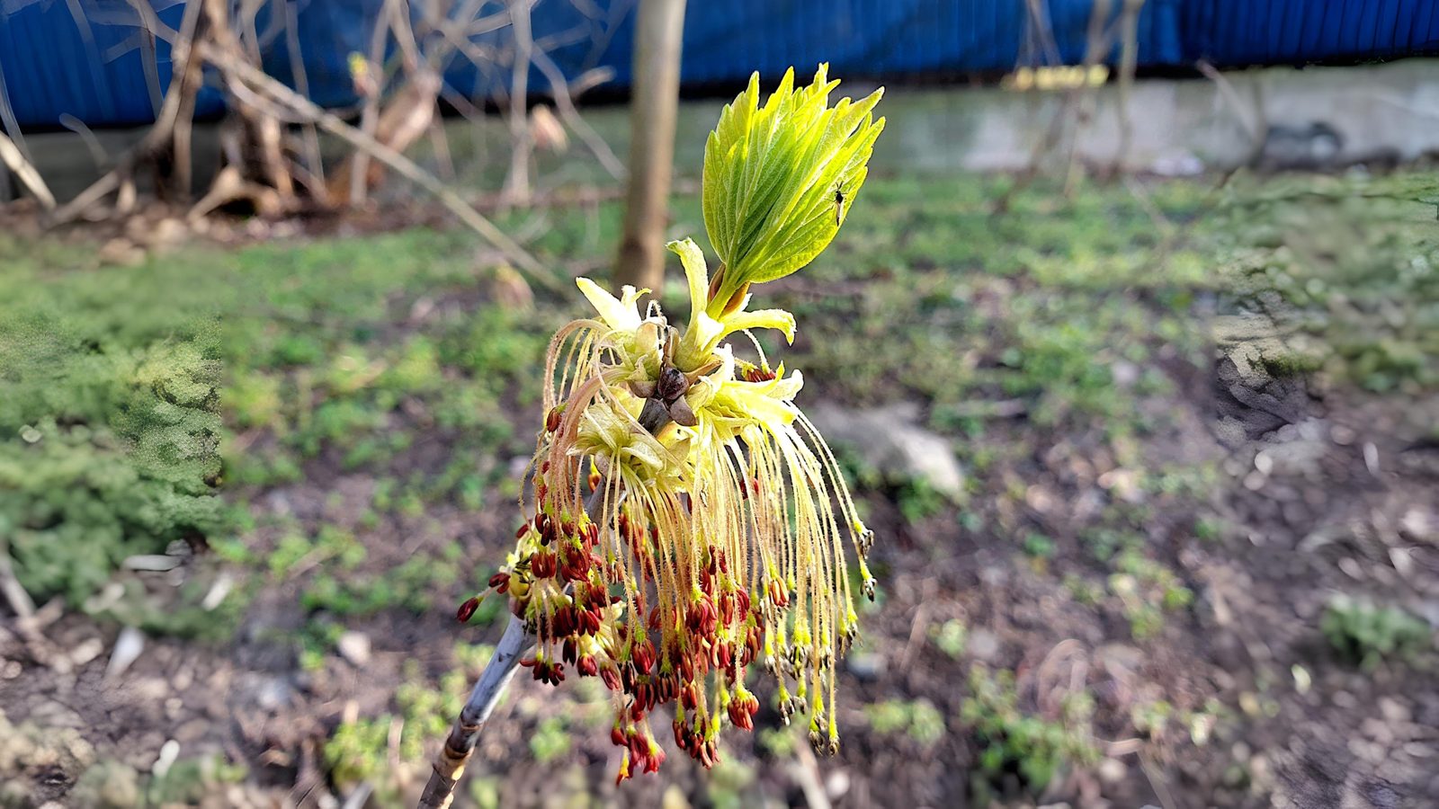 15-Apr London’s Arboreal Awakening Section Image