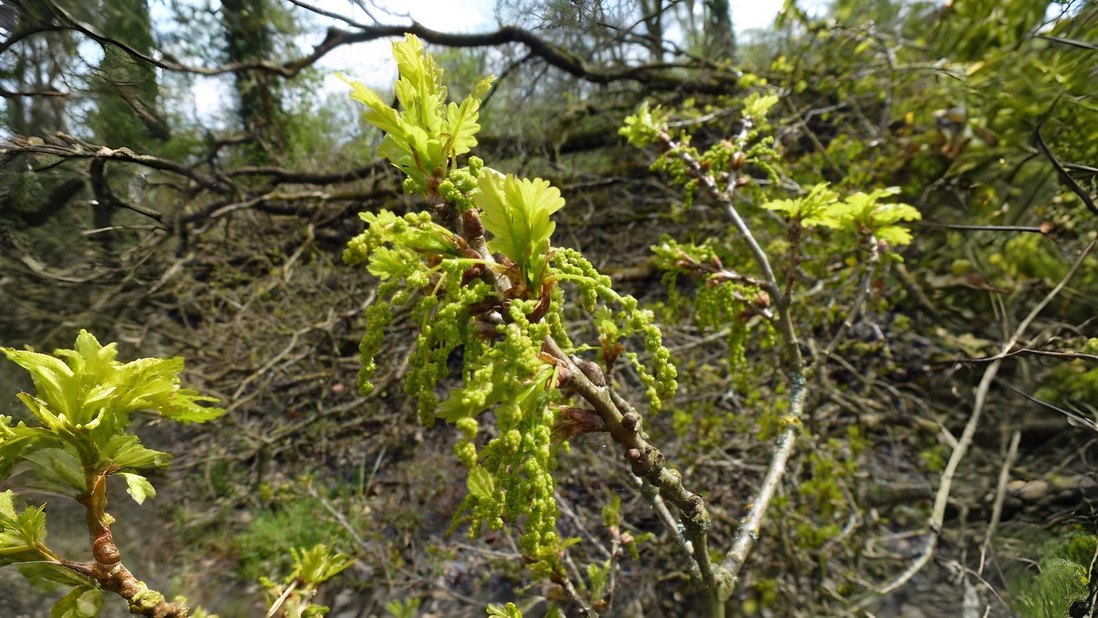 15-Apr London’s Arboreal Awakening Section Image