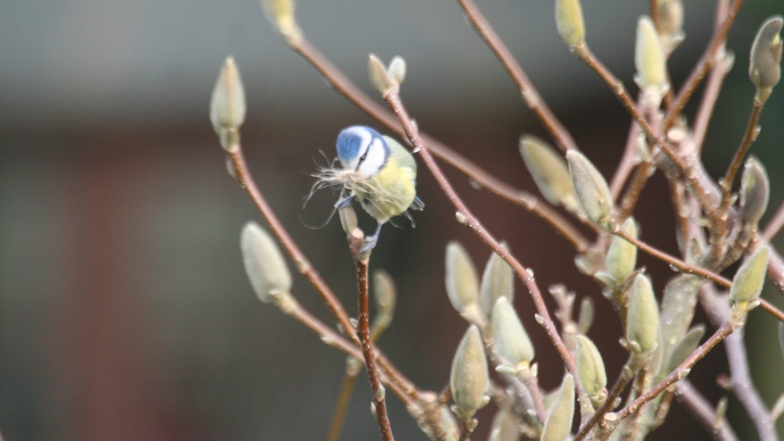 15-Feb Mysteries of Early Nesting Birds! Section Image
