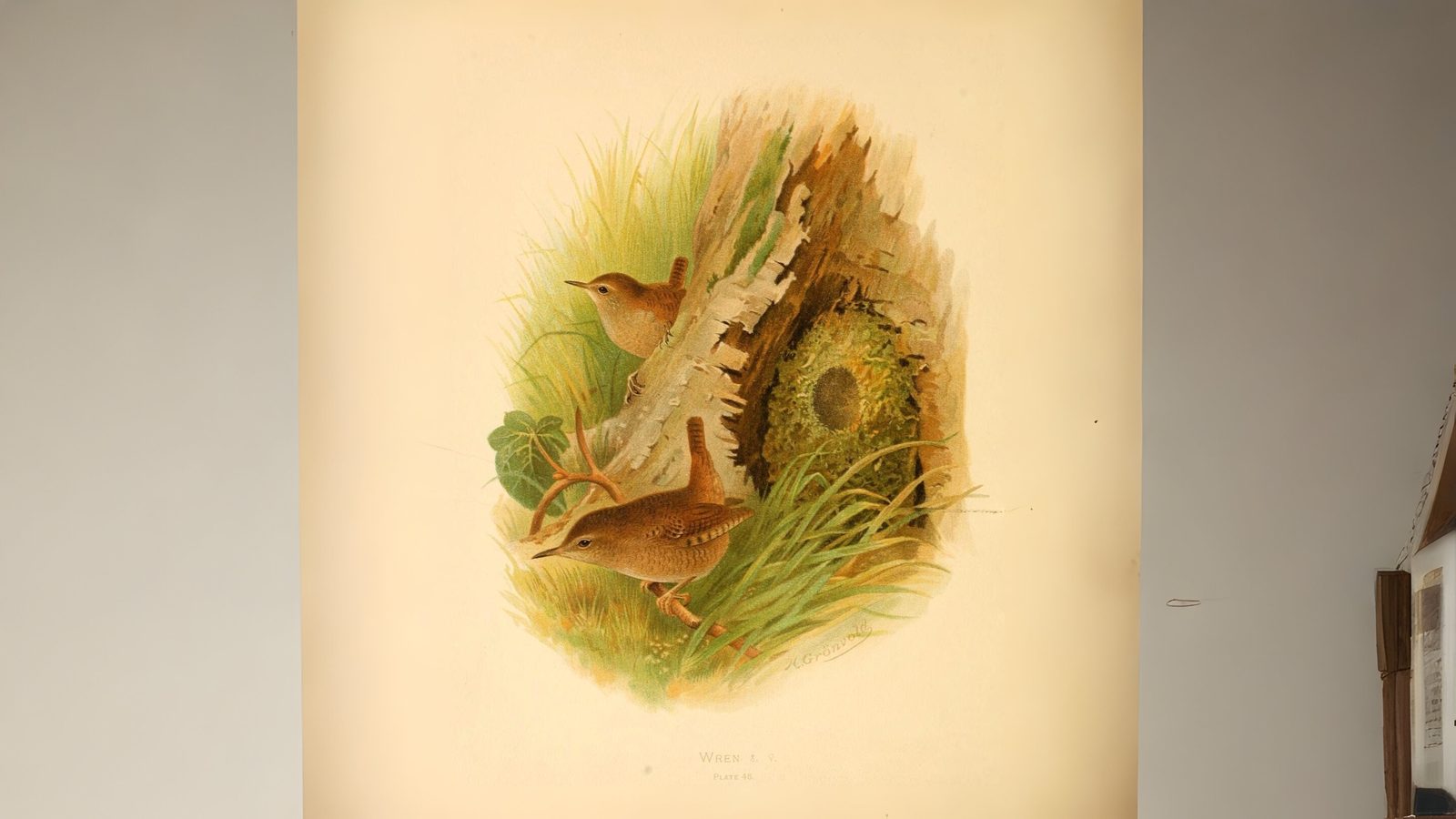15-Feb Mysteries of Early Nesting Birds! Section Image