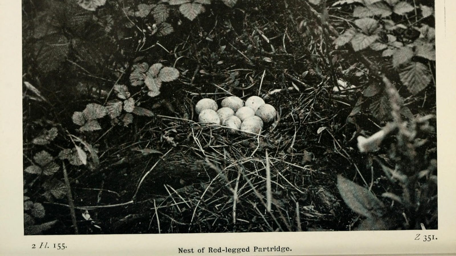 15-Feb Mysteries of Early Nesting Birds! Section Image