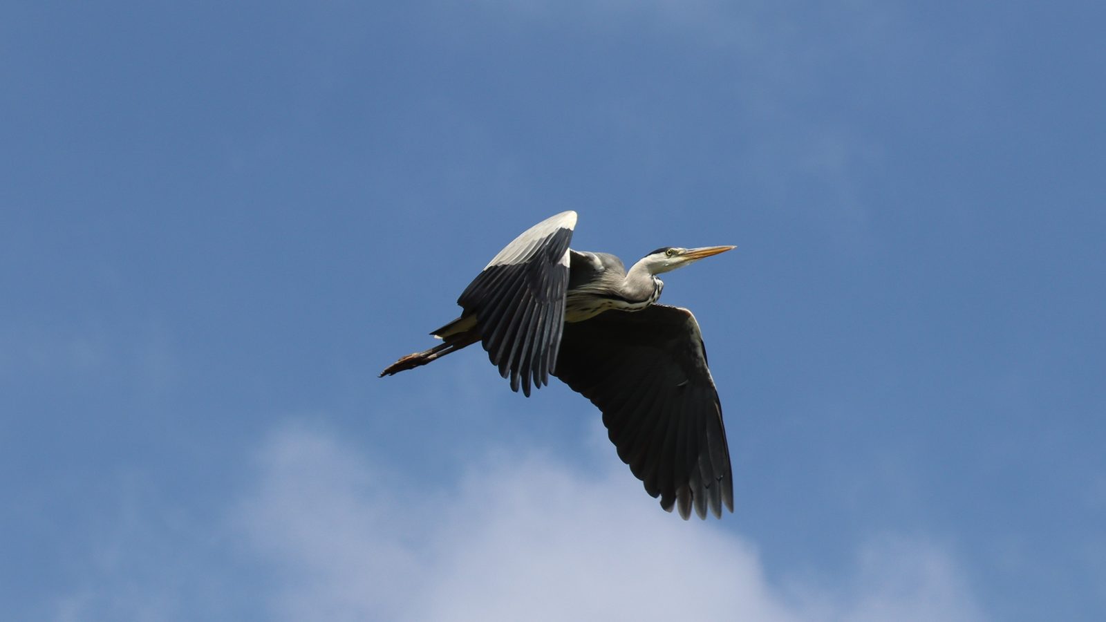 15-Feb Mysteries of Early Nesting Birds! Section Image