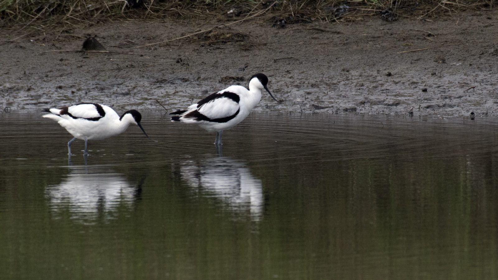 15-Feb Mysteries of Early Nesting Birds! Section Image
