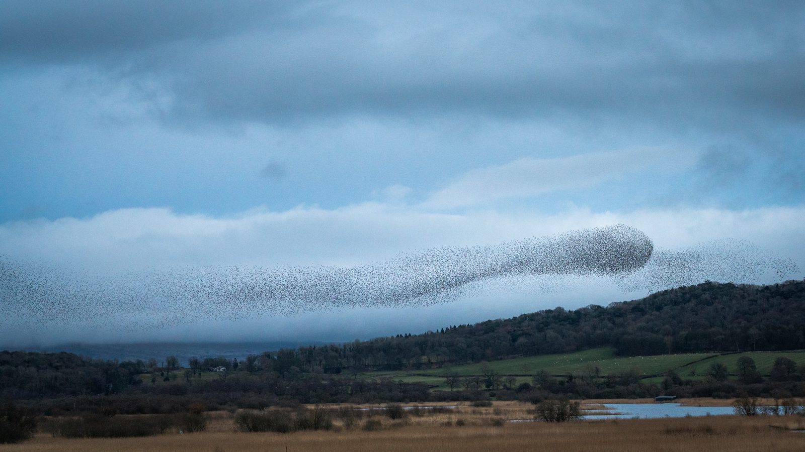 15-Feb Mysteries of Early Nesting Birds! Section Image