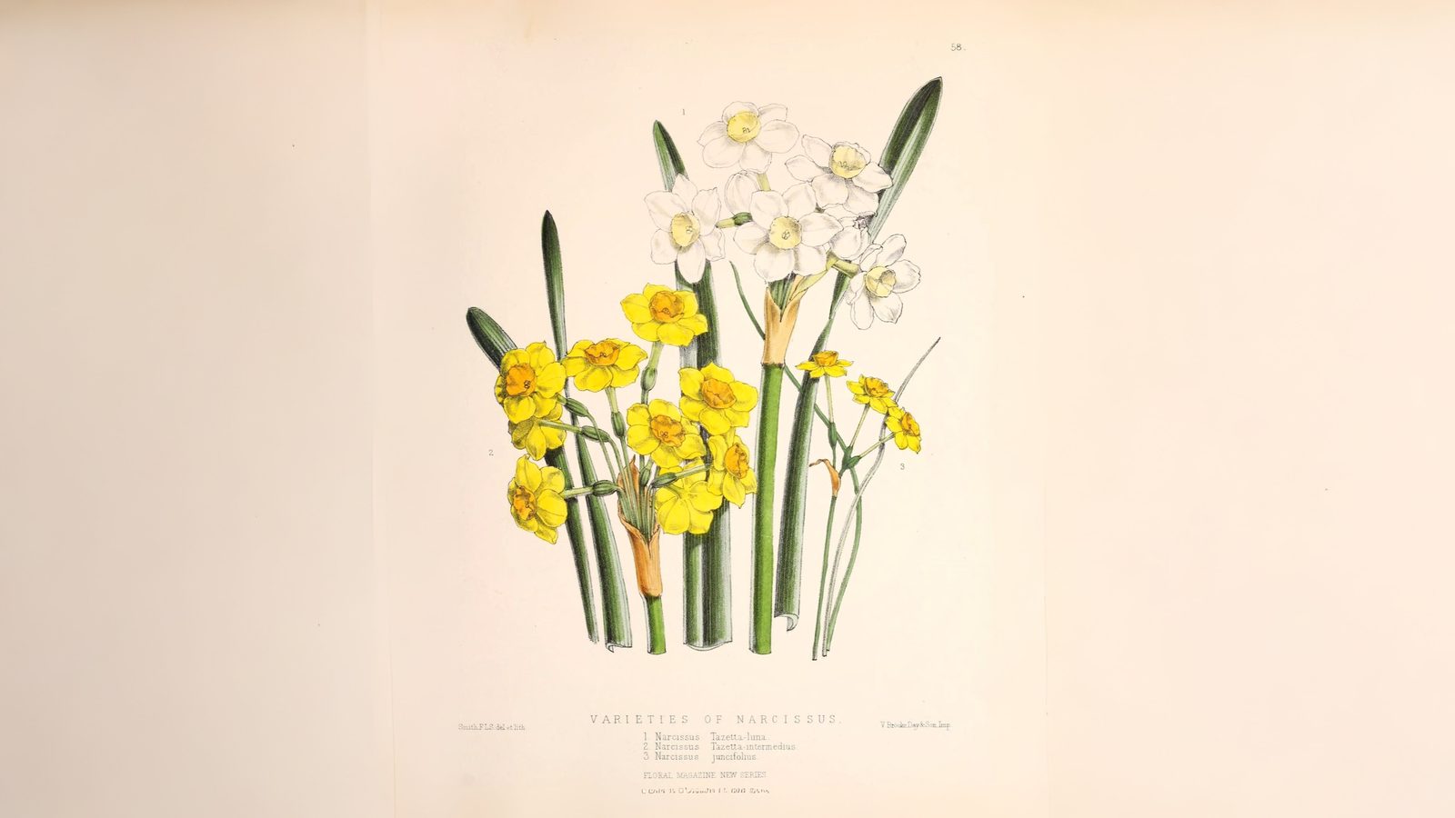 16-Mar London's Daffodils in Spring Section Image