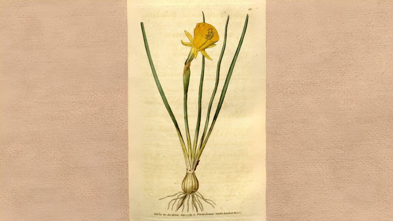 16-Mar London's Daffodils in Spring Section Image