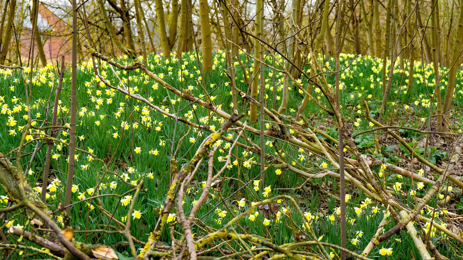 16-Mar London's Daffodils in Spring Section Image