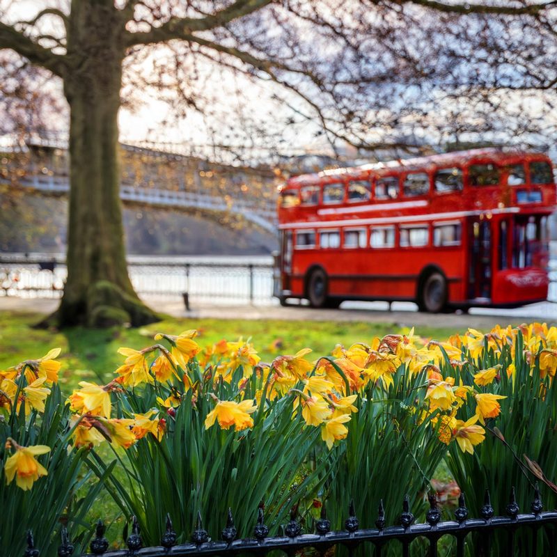 16-Mar London's Daffodils in Spring
