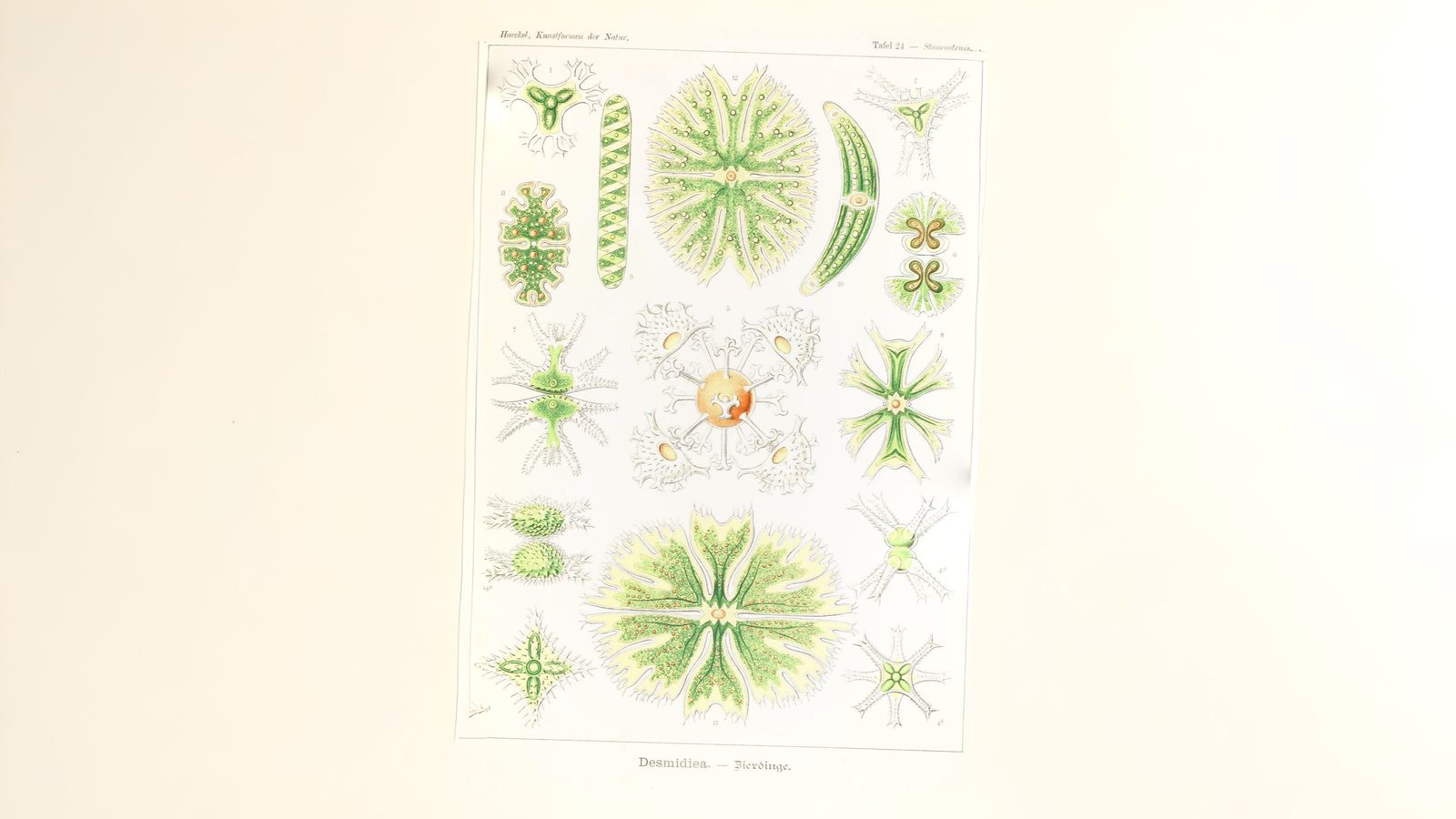 16-Feb Reawakening of Pond Life Section Image