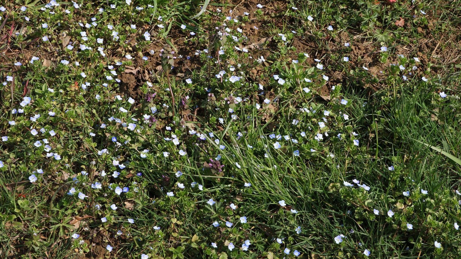 17-Mar Shamrocks & Speedwells Section Image