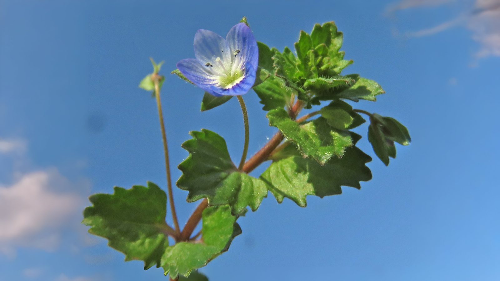 17-Mar Shamrocks & Speedwells Section Image