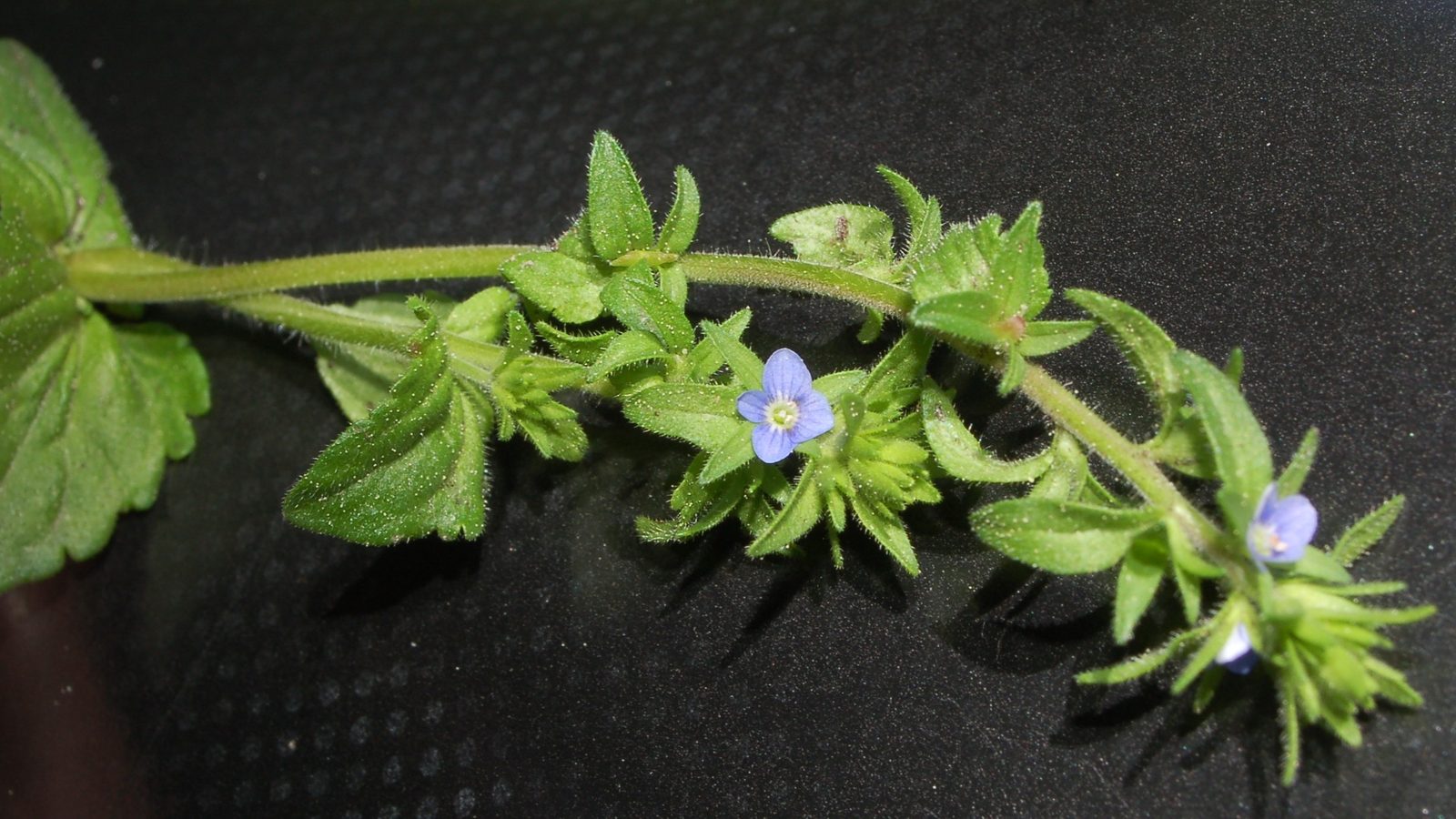 17-Mar Shamrocks & Speedwells Section Image