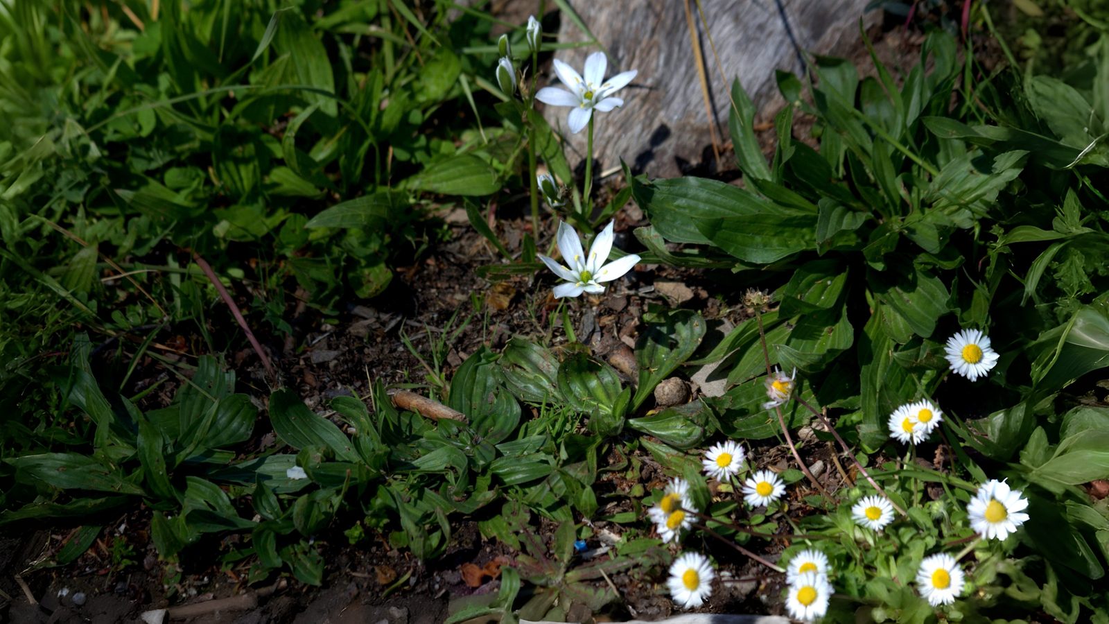 17-Mar Shamrocks & Speedwells Section Image