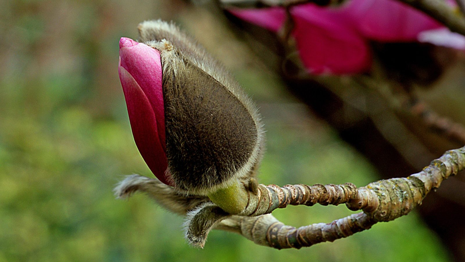 17-Apr London’s Magnolia Magic Section Image