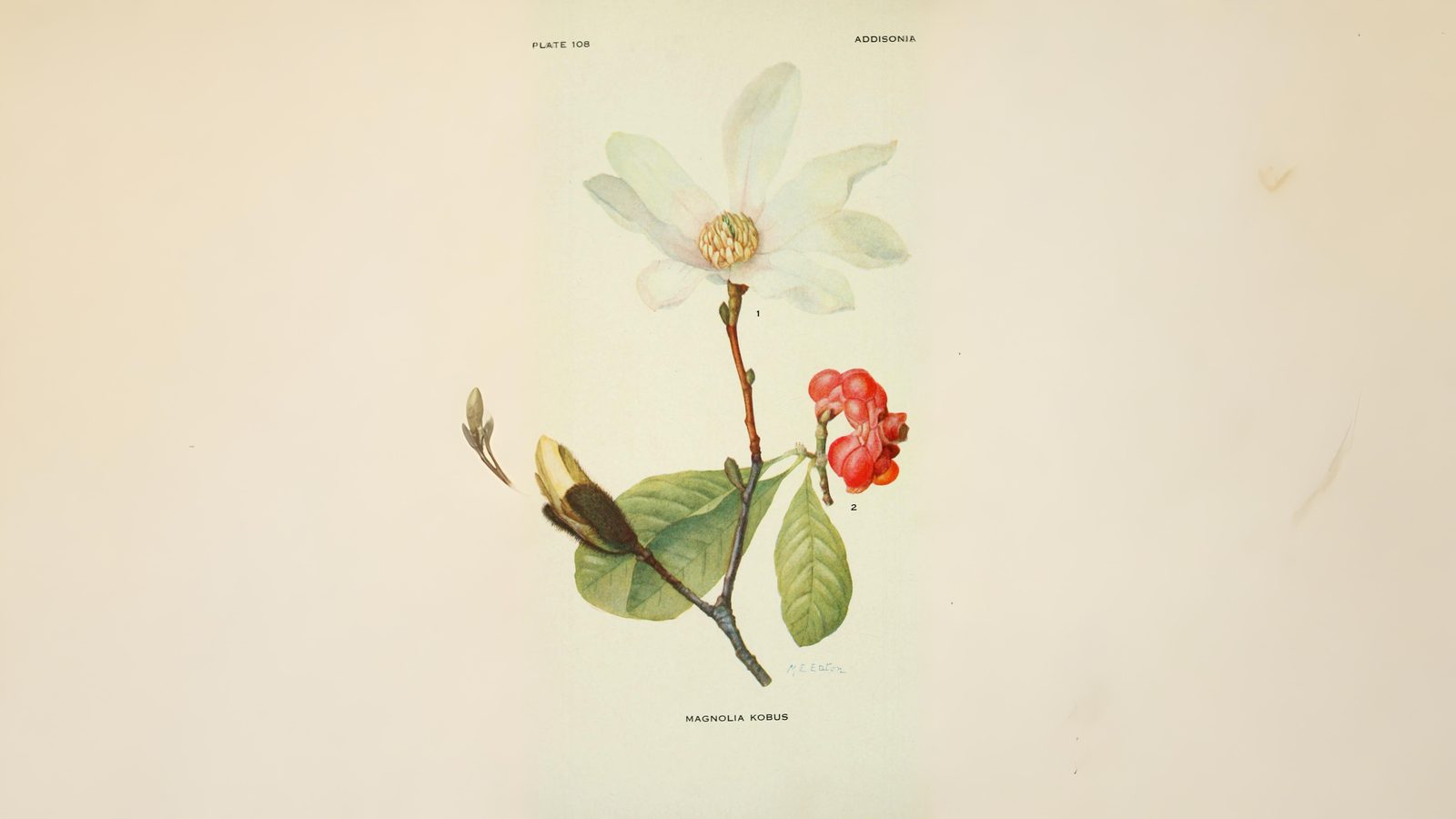 17-Apr London’s Magnolia Magic Section Image