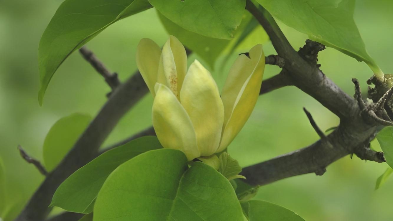 17-Apr London’s Magnolia Magic Section Image