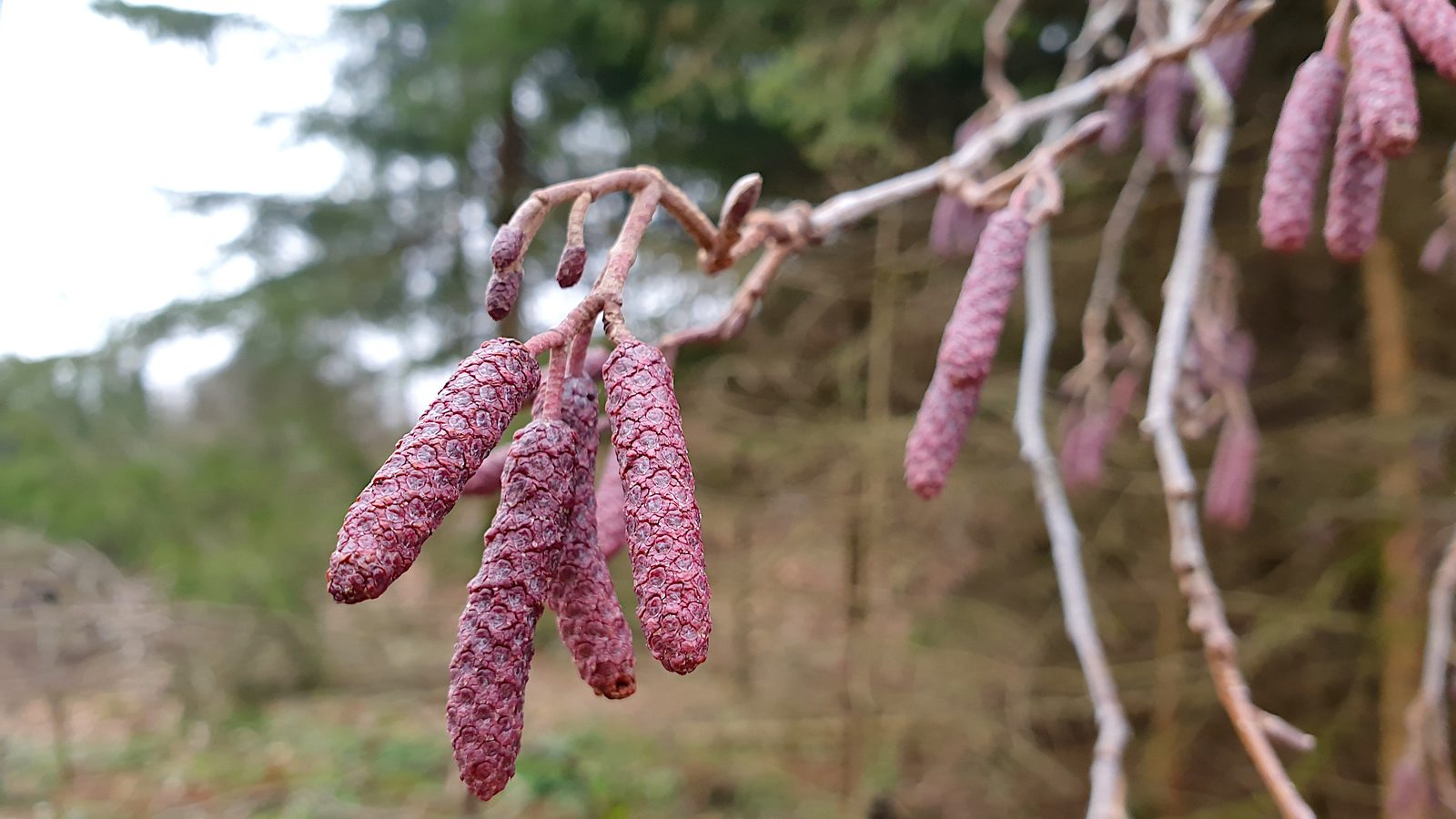 17-Feb Nature's Silent Prelude to Spring Section Image