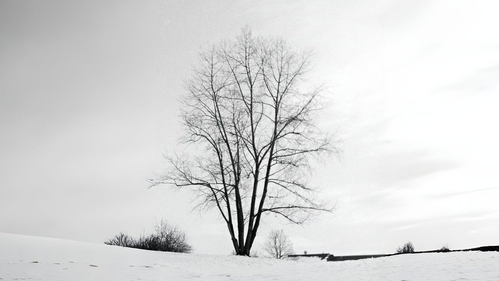 17-Jan Beauty of Leafless Trees Section Image