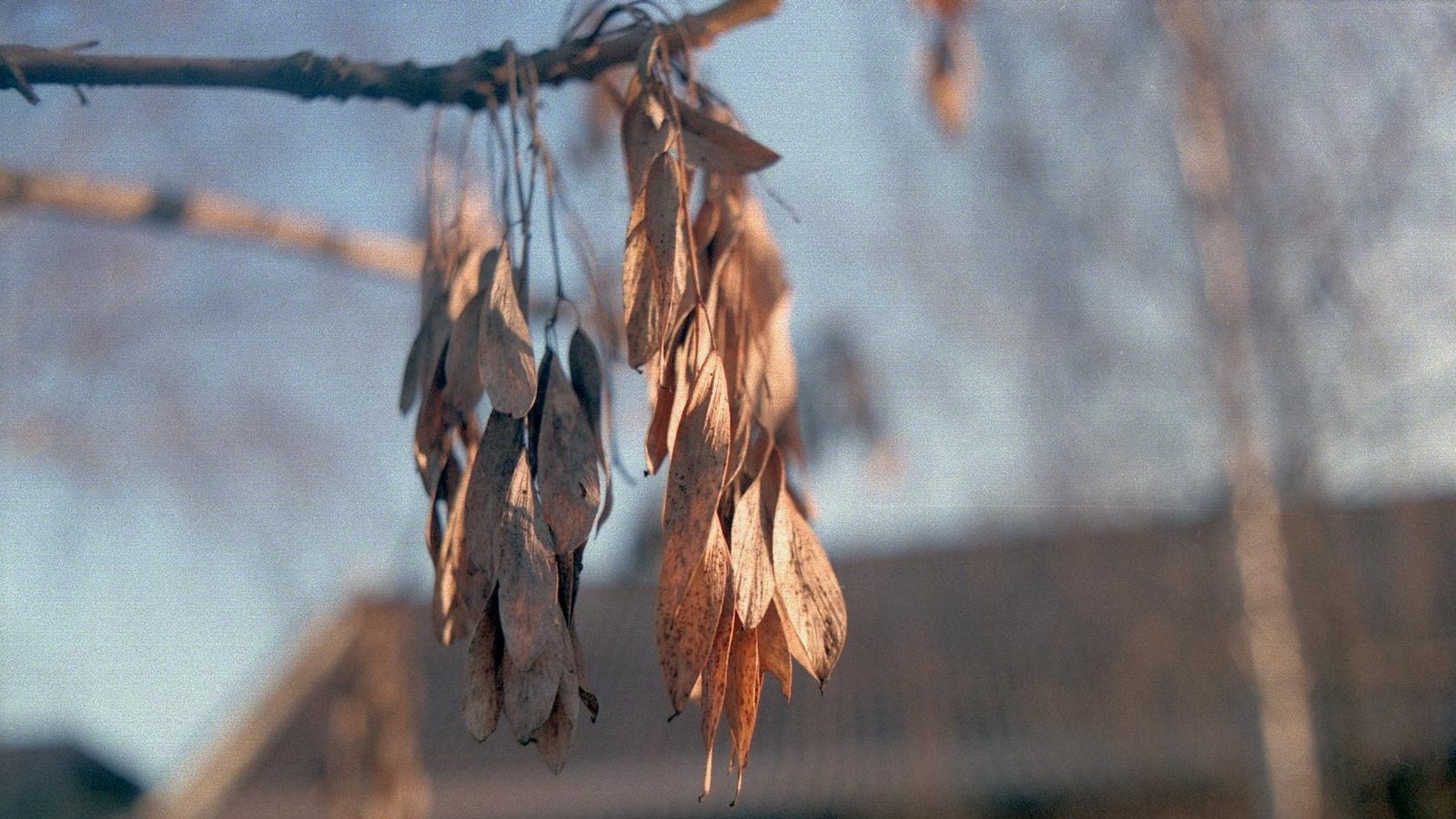 17-Jan Beauty of Leafless Trees Section Image