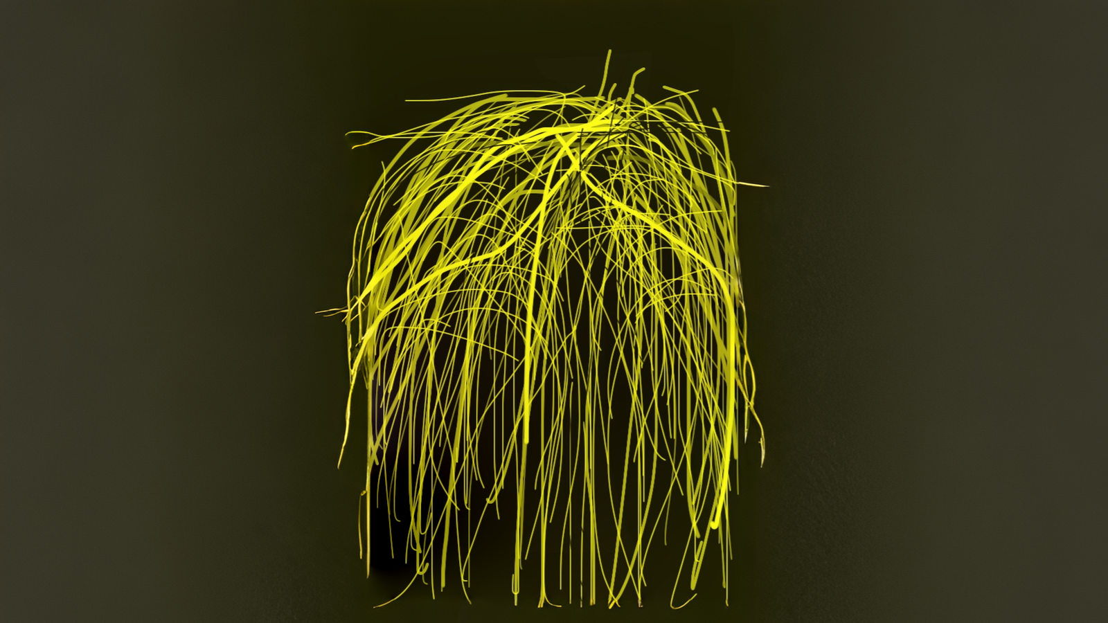 17-Jan Beauty of Leafless Trees Section Image
