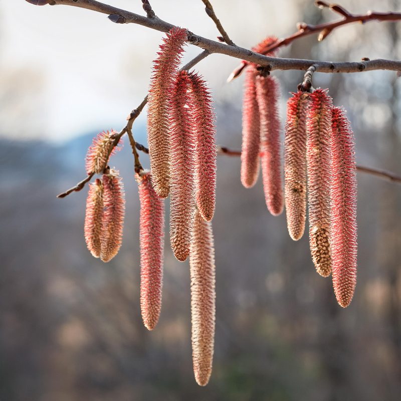 18-Feb Catkins Nature's Spring Signals