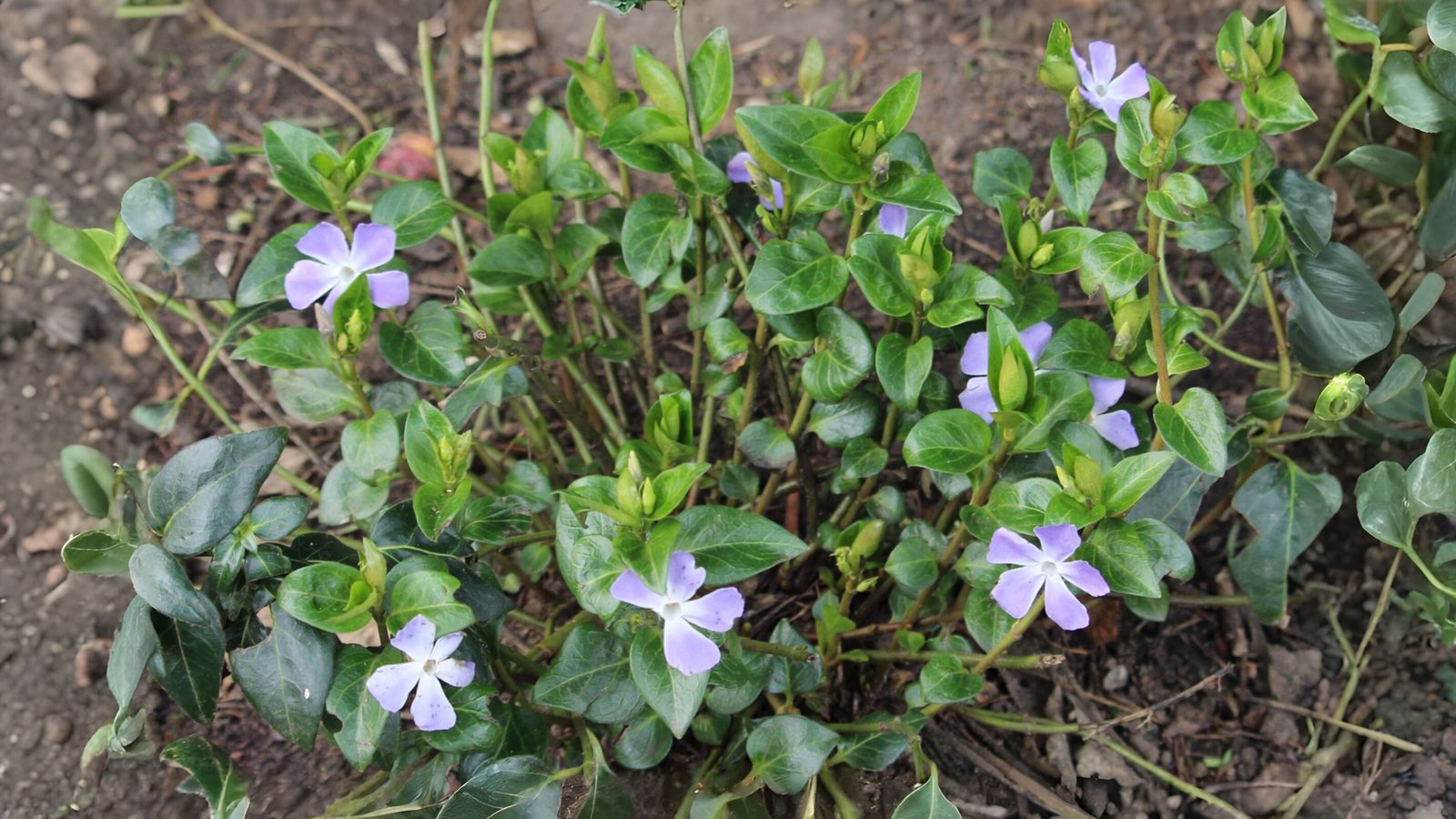 18-Mar Wildflower Wonders Section Image