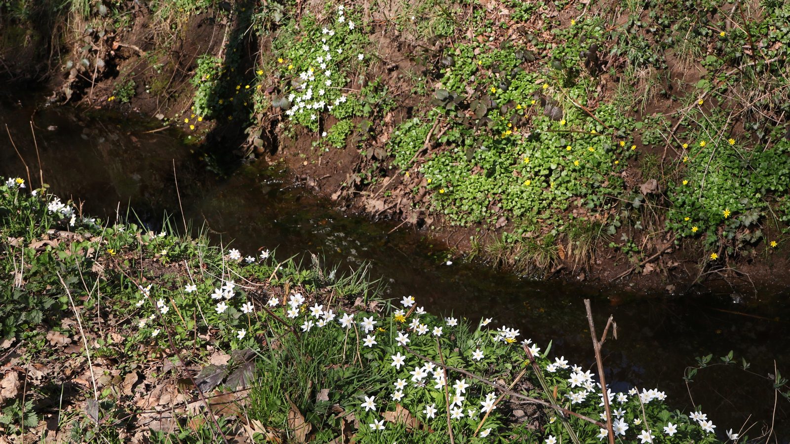 18-Mar Wildflower Wonders Section Image