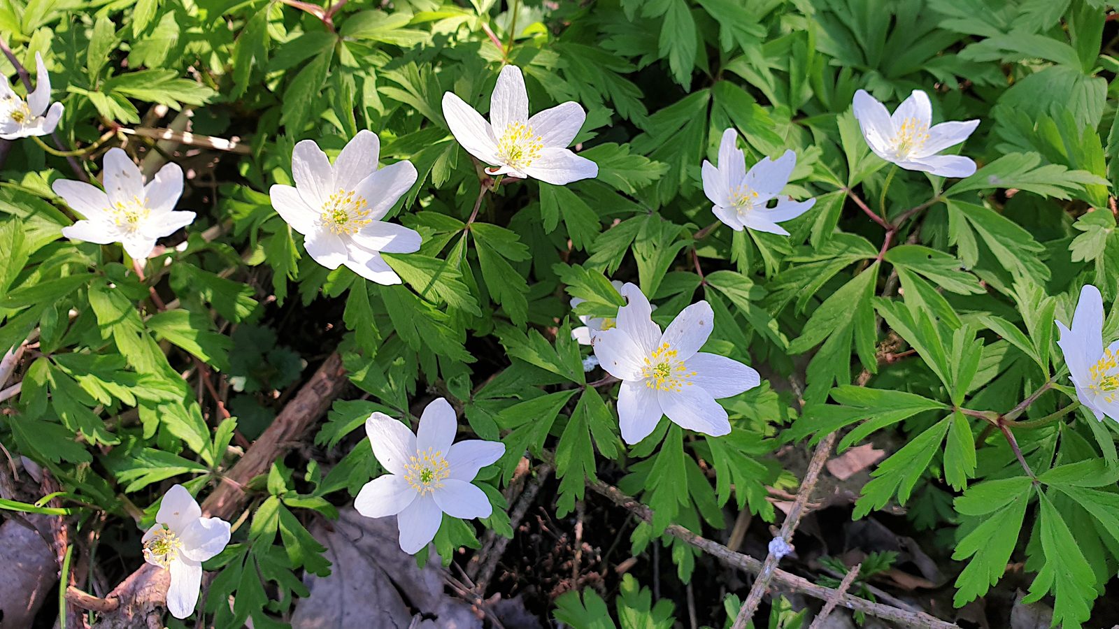 18-Mar Wildflower Wonders Section Image