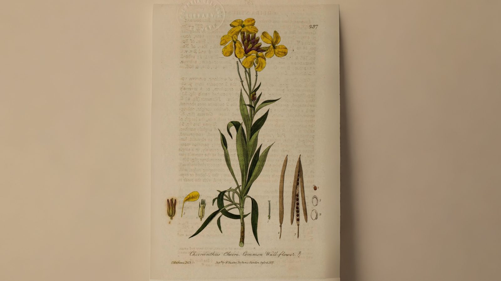 18-Mar Wildflower Wonders Section Image
