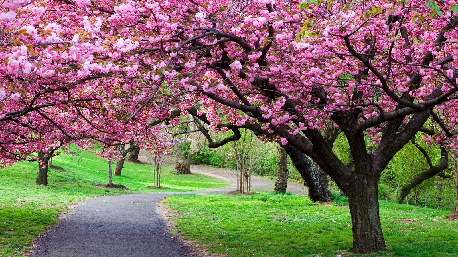 18-Apr London’s Cherry Blossom Dream Section Image