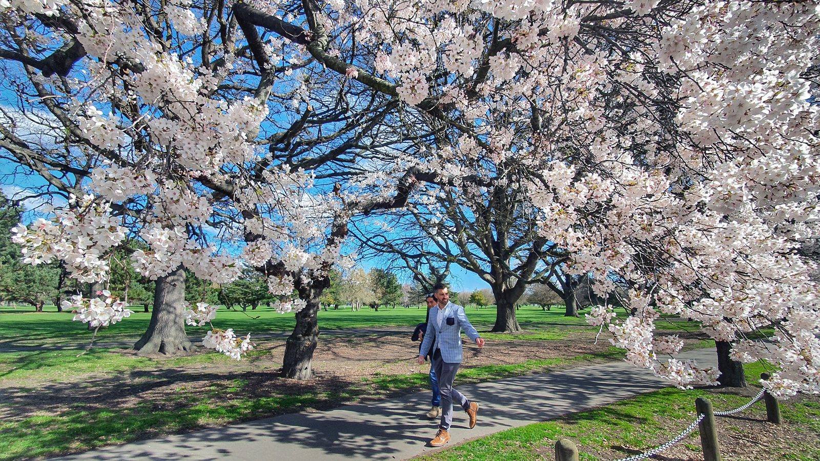 18-Apr London’s Cherry Blossom Dream Section Image