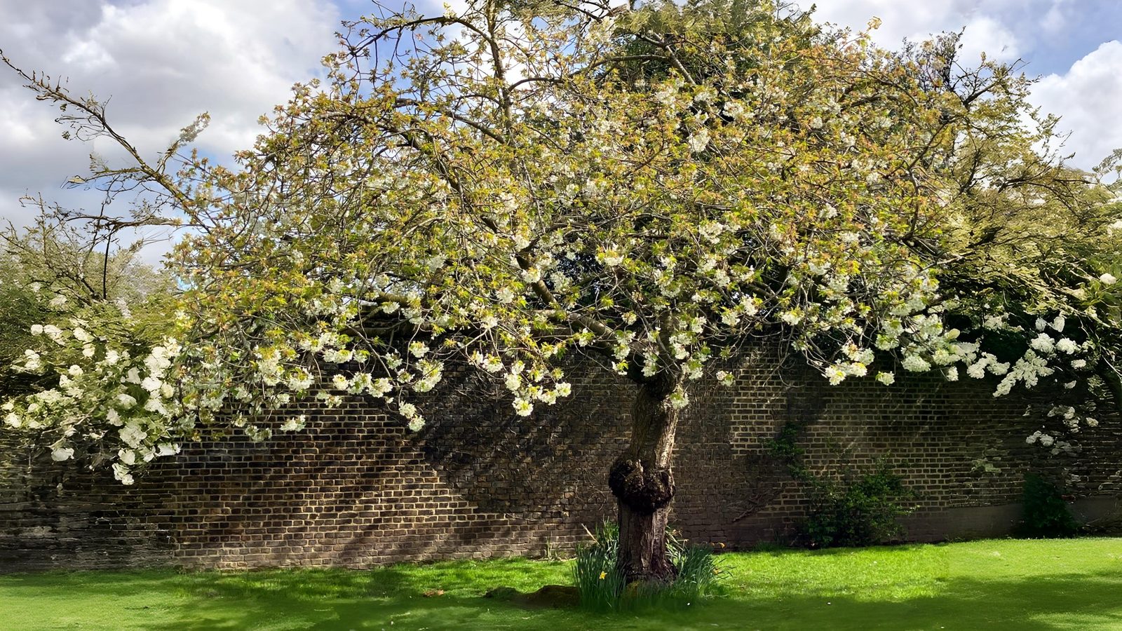 18-Apr London’s Cherry Blossom Dream Section Image
