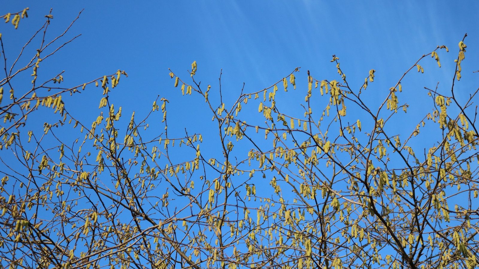 18-Feb Catkins Nature's Spring Signals Section Image