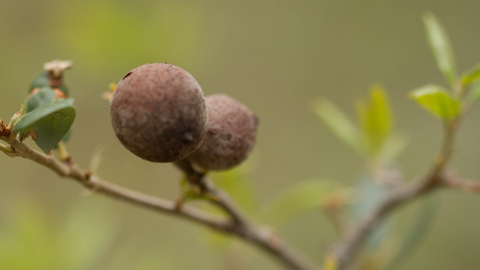18-Feb Catkins Nature's Spring Signals Section Image