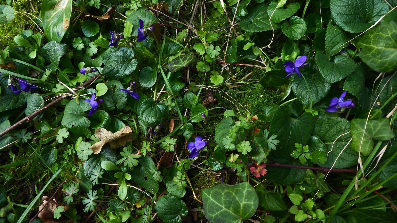 19-Mar Celandines & Violets Section Image